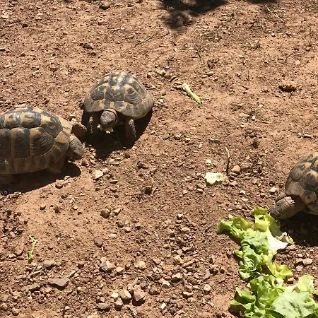 Les Tortues Hébergement de vacances La Seyne-sur-Mer